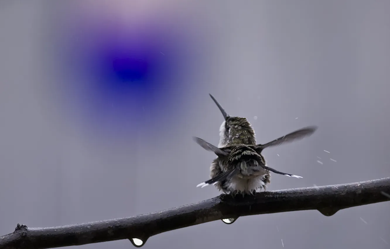 Photo wallpaper drops, branches, bird, back, Hummingbird, shaken