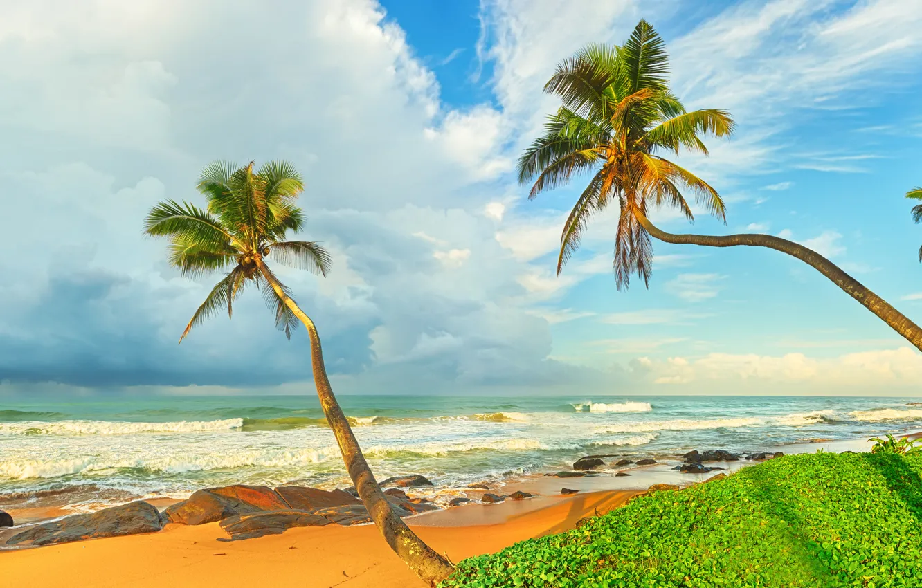 Photo wallpaper sand, sea, beach, palm trees, shore, summer, beach, sea