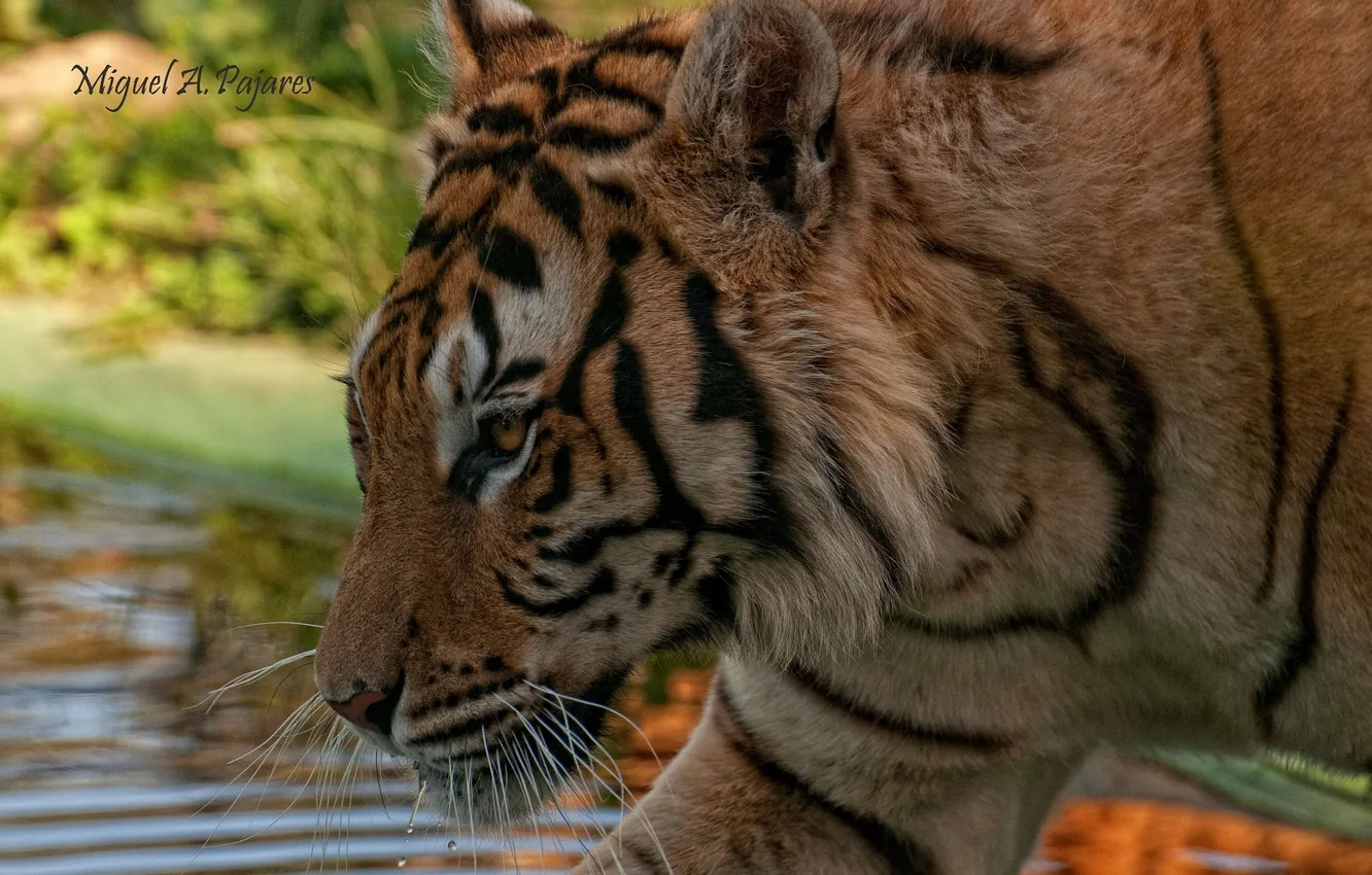 Photo wallpaper face, tiger, predator, profile, wild cat