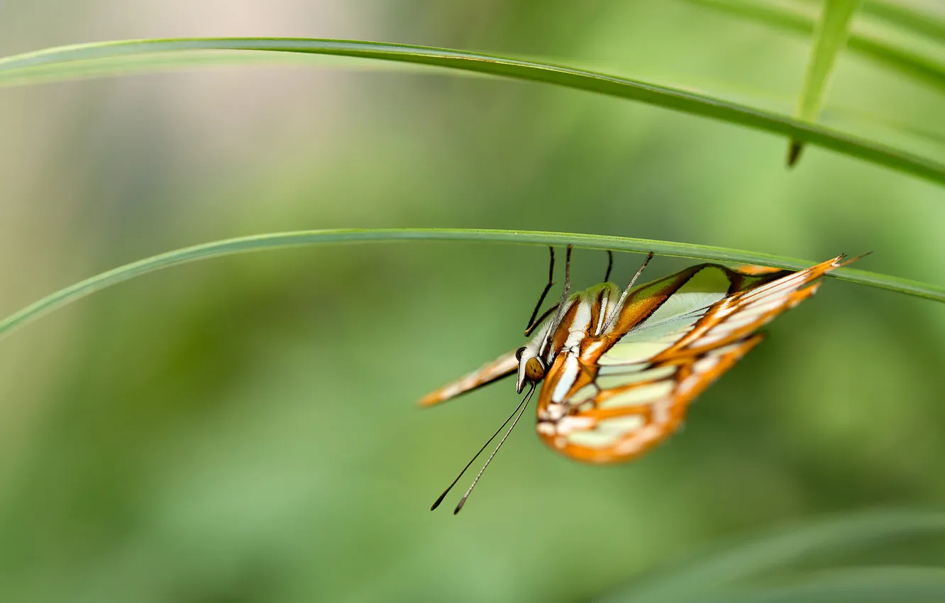 Photo wallpaper background, butterfly, antennae, a blade of grass