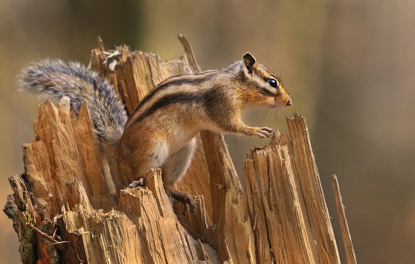 Photo wallpaper stump, Chipmunk, chips