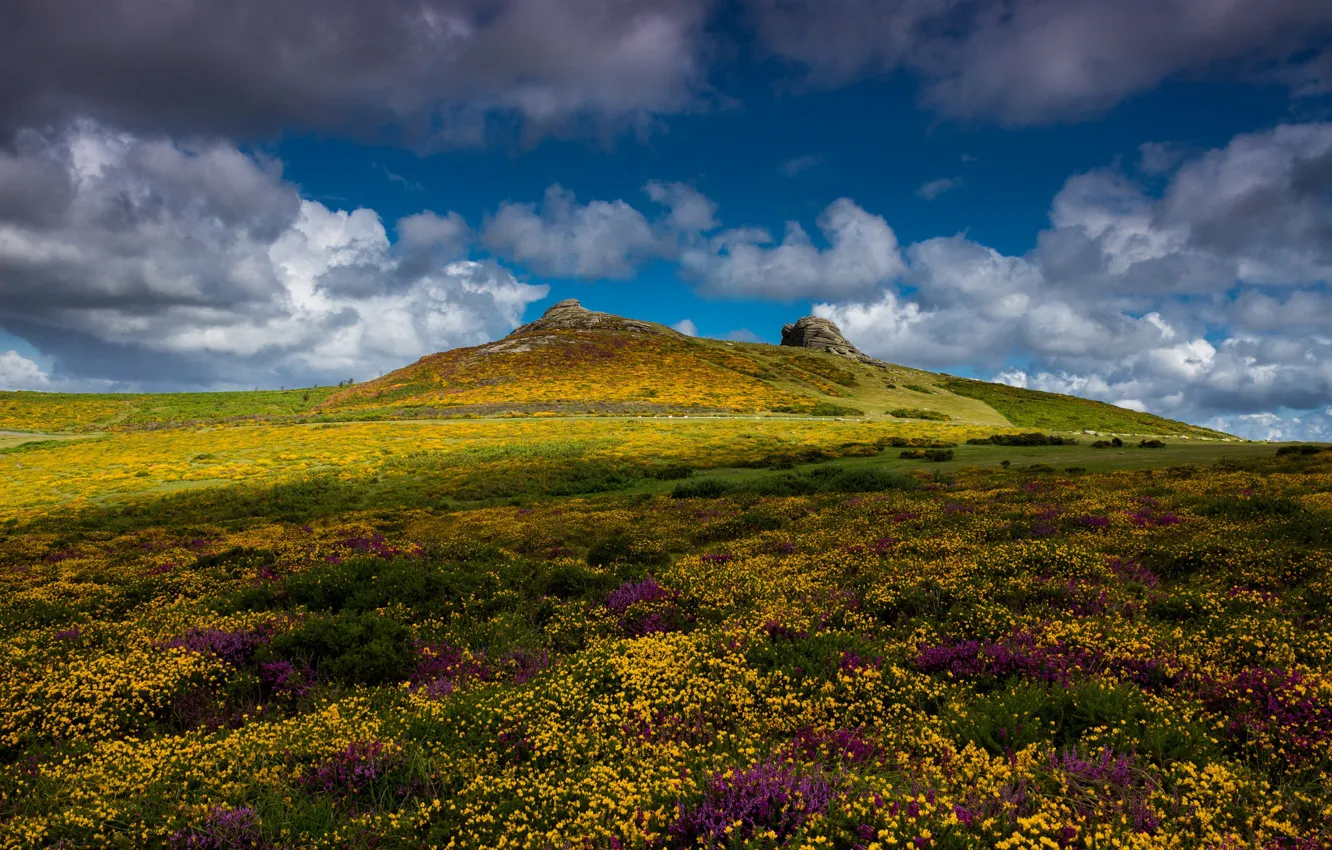 Photo wallpaper grass, clouds, flowers, hills, England, Devon