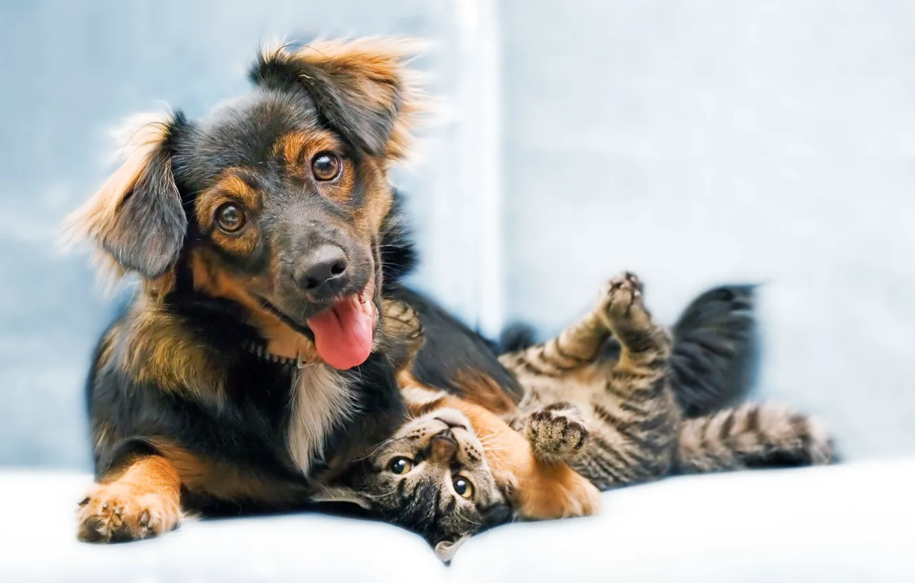 Photo wallpaper puppy, cat, dog, animal, sweet, funny, snout