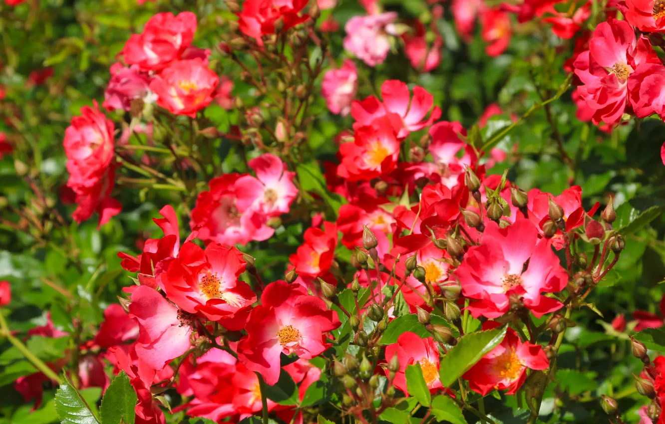 Photo wallpaper flower, leafs, roses