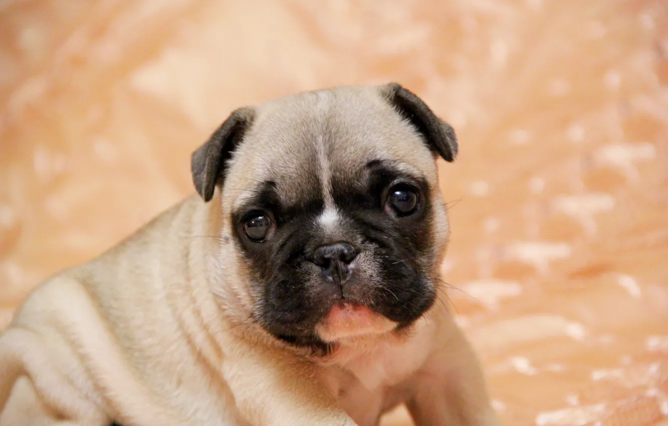 Photo wallpaper look, puppy, French bulldog, French Bulldog