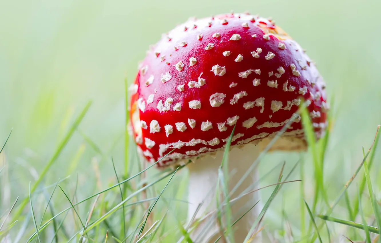 Photo wallpaper grass, macro, mushrooms, mushroom