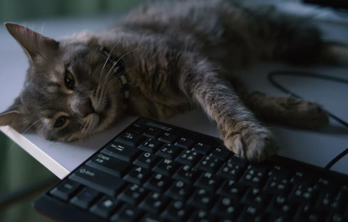 Photo wallpaper cat, lies, keyboard