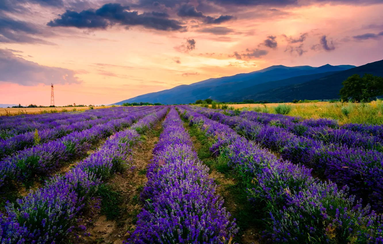Photo wallpaper field, summer, the sky, clouds, sunset, flowers, mountains, blue