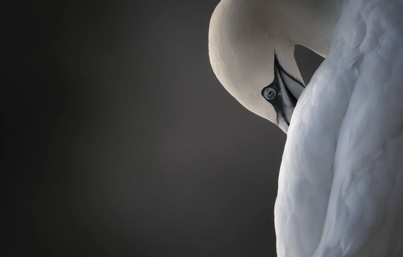 Photo wallpaper nature, bird, Northern Gannet