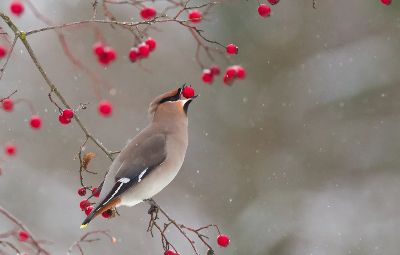 Photo wallpaper winter, branches, berries, bird, the Waxwing