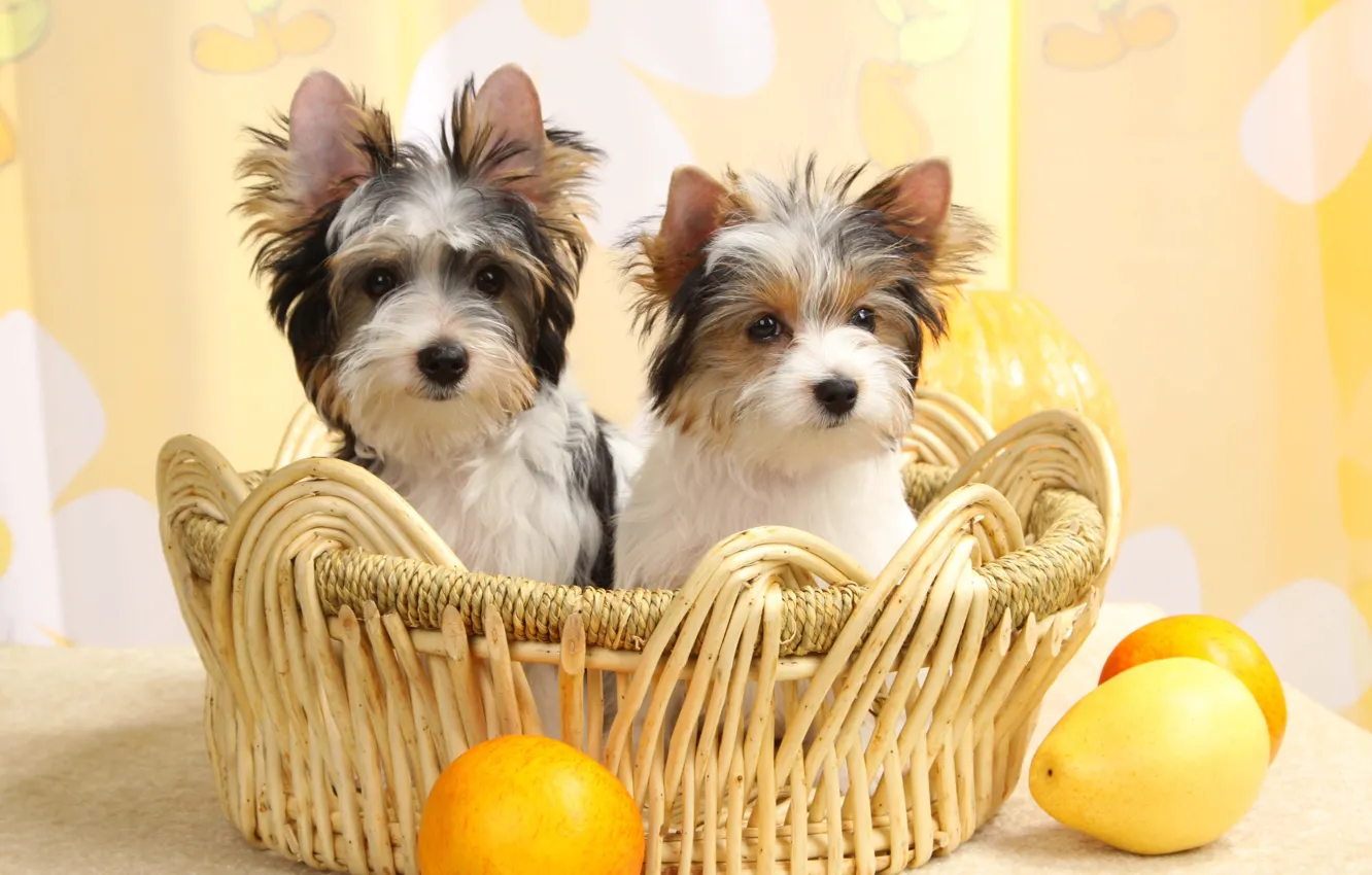 Photo wallpaper basket, puppies, fruit, Biewer-York