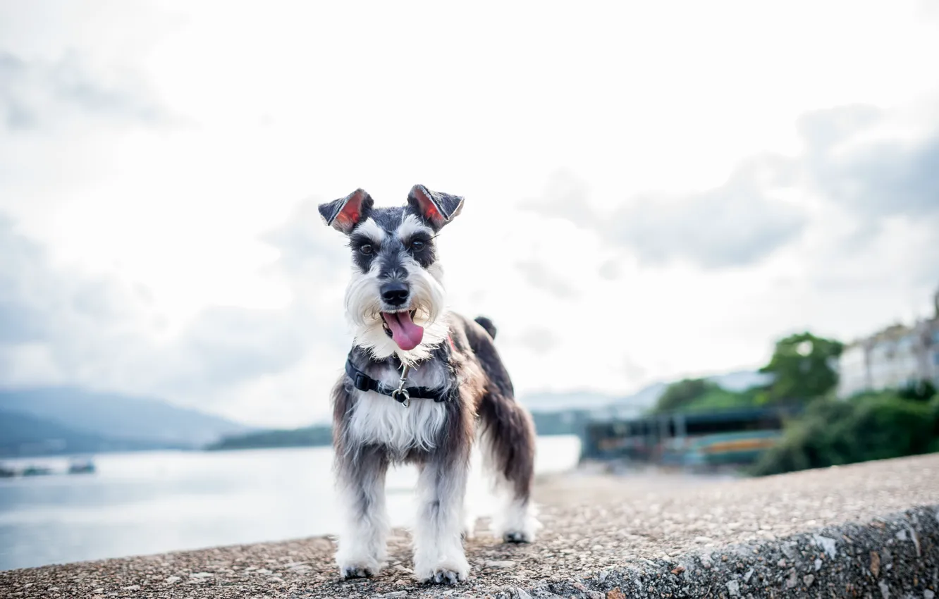 Photo wallpaper look, each, dog