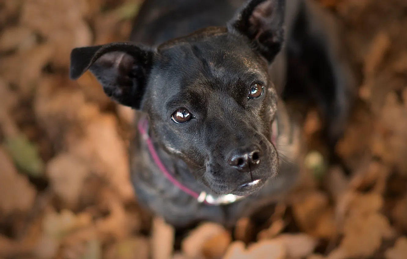 Photo wallpaper look, face, dog, bokeh, Staffordshire bull Terrier