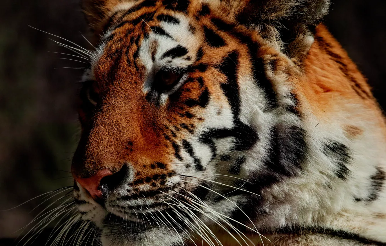 Photo wallpaper face, tiger, predator, handsome