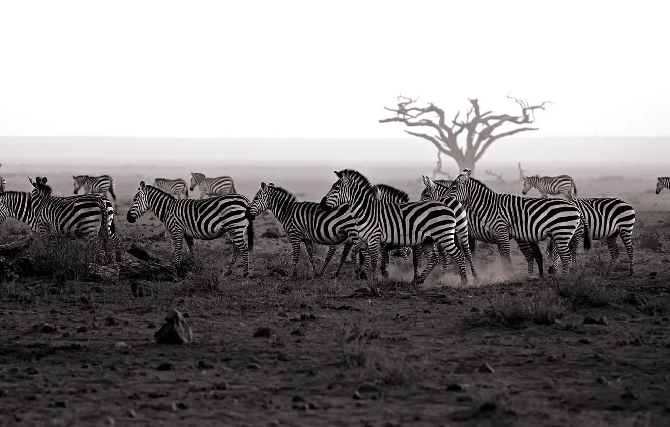 Photo wallpaper nature, background, Zebra