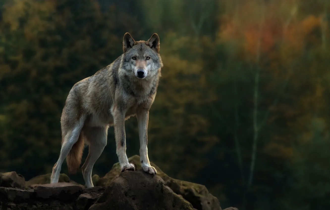 Photo wallpaper animals, nature, wolf, wildlife, Coyote, fauna