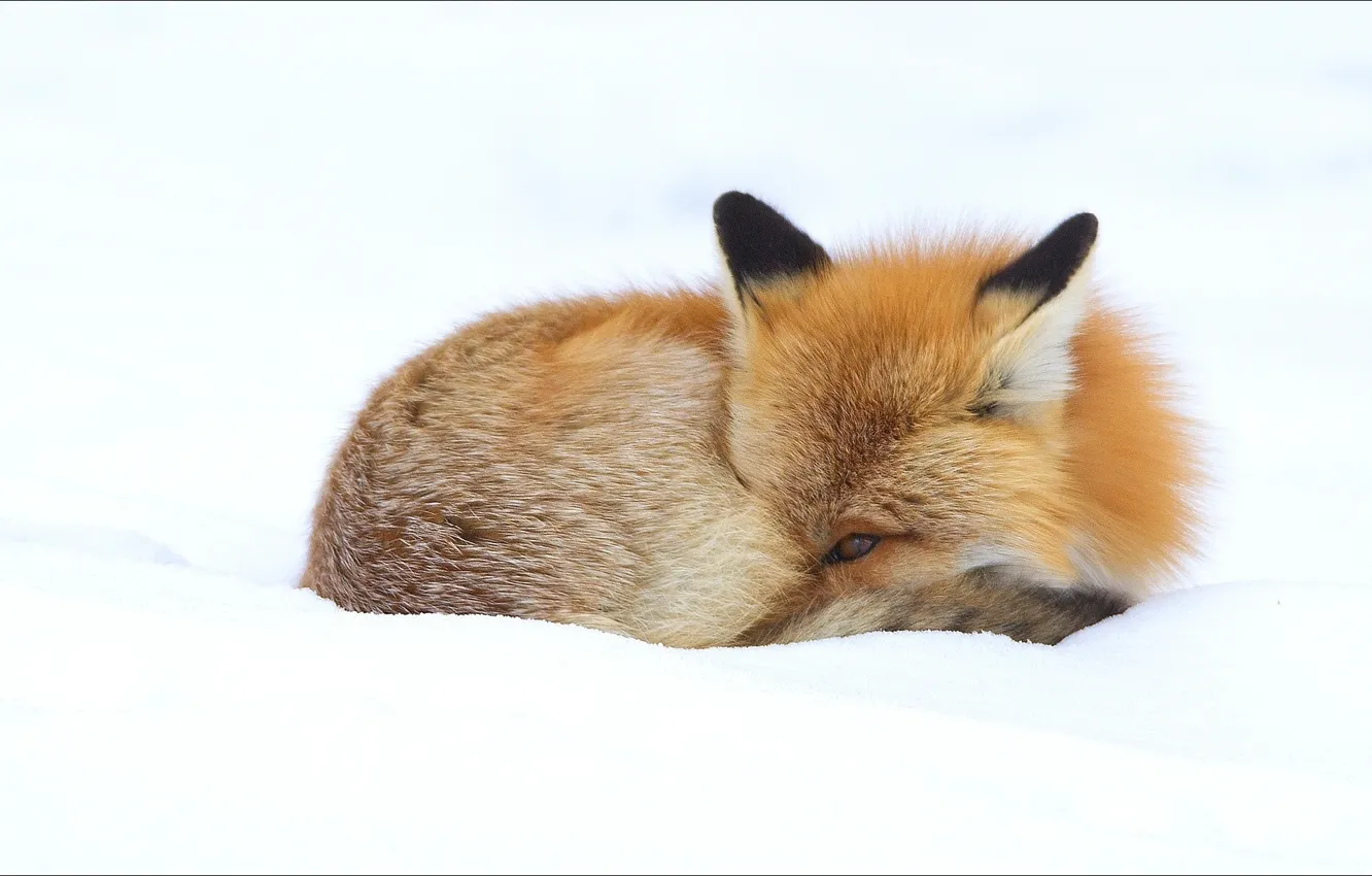 Photo wallpaper winter, animal, Fox, fox, animals, winter