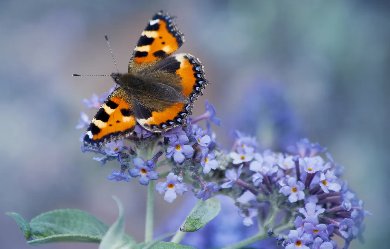 Photo wallpaper flowers, butterfly, forget-me-nots