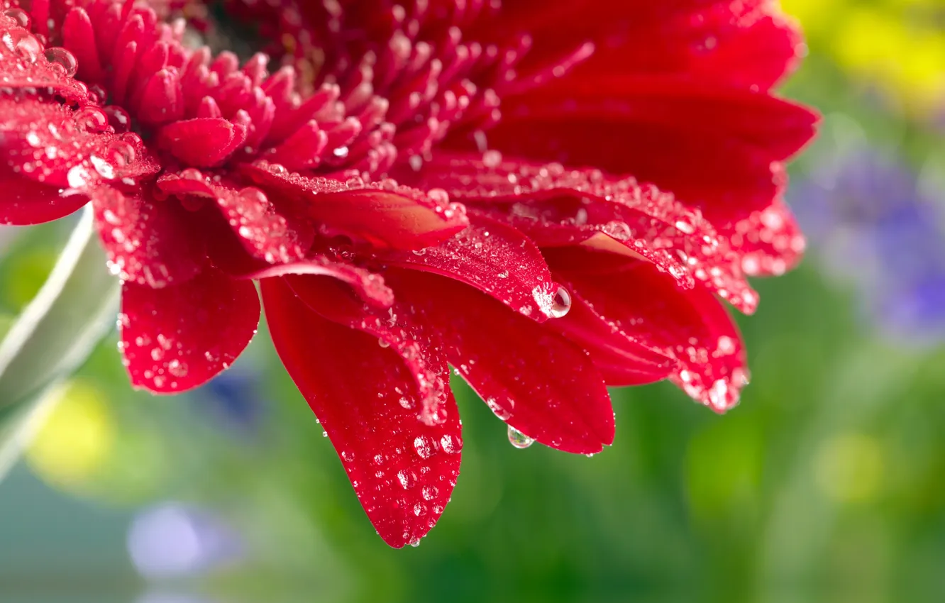 Photo wallpaper flower, macro, rose, rose, flower, water drops, water drops, Close Up