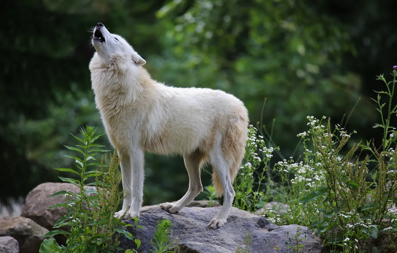 Photo wallpaper predator, fur, howl, white wolf