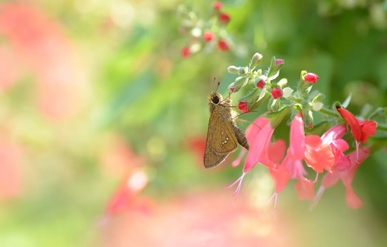 Photo wallpaper flowers, background, butterfly, pink