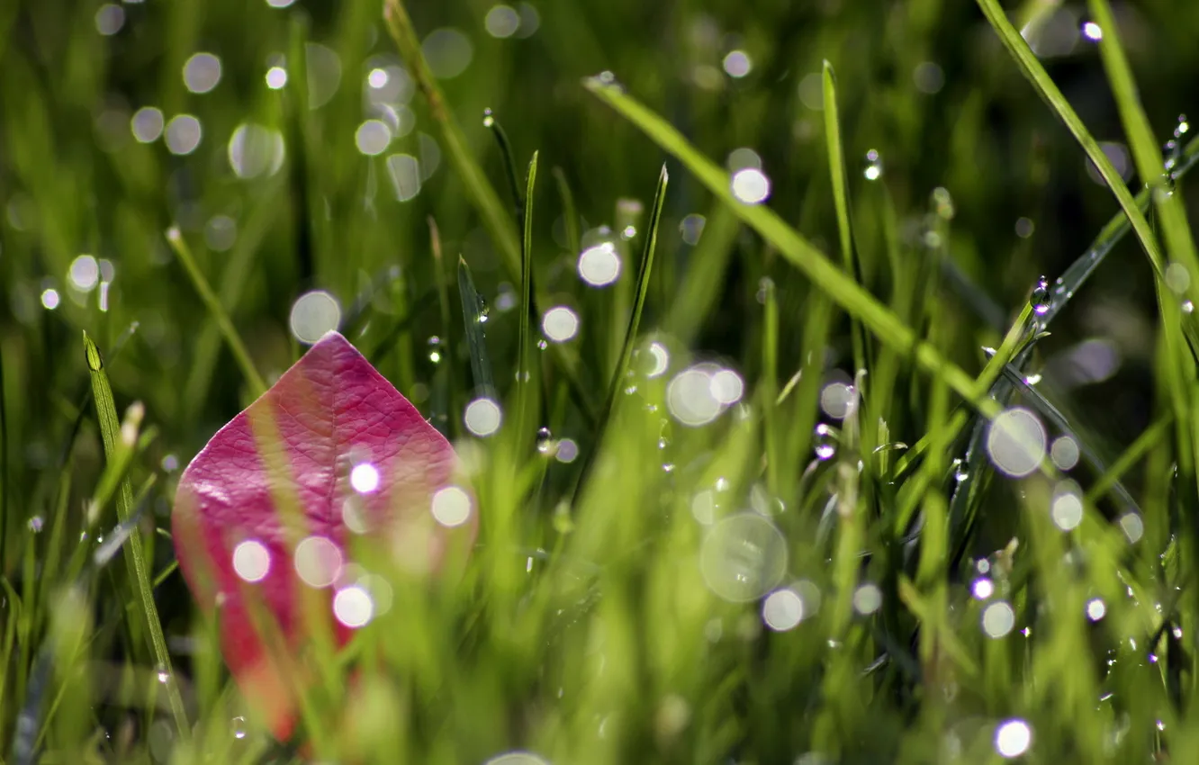 Photo wallpaper grass, leaves, macro