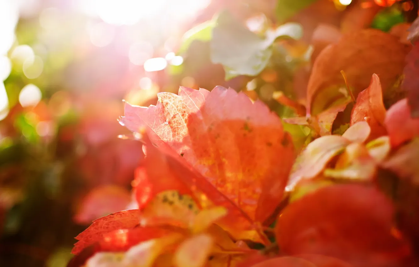 Photo wallpaper leaves, macro, nature