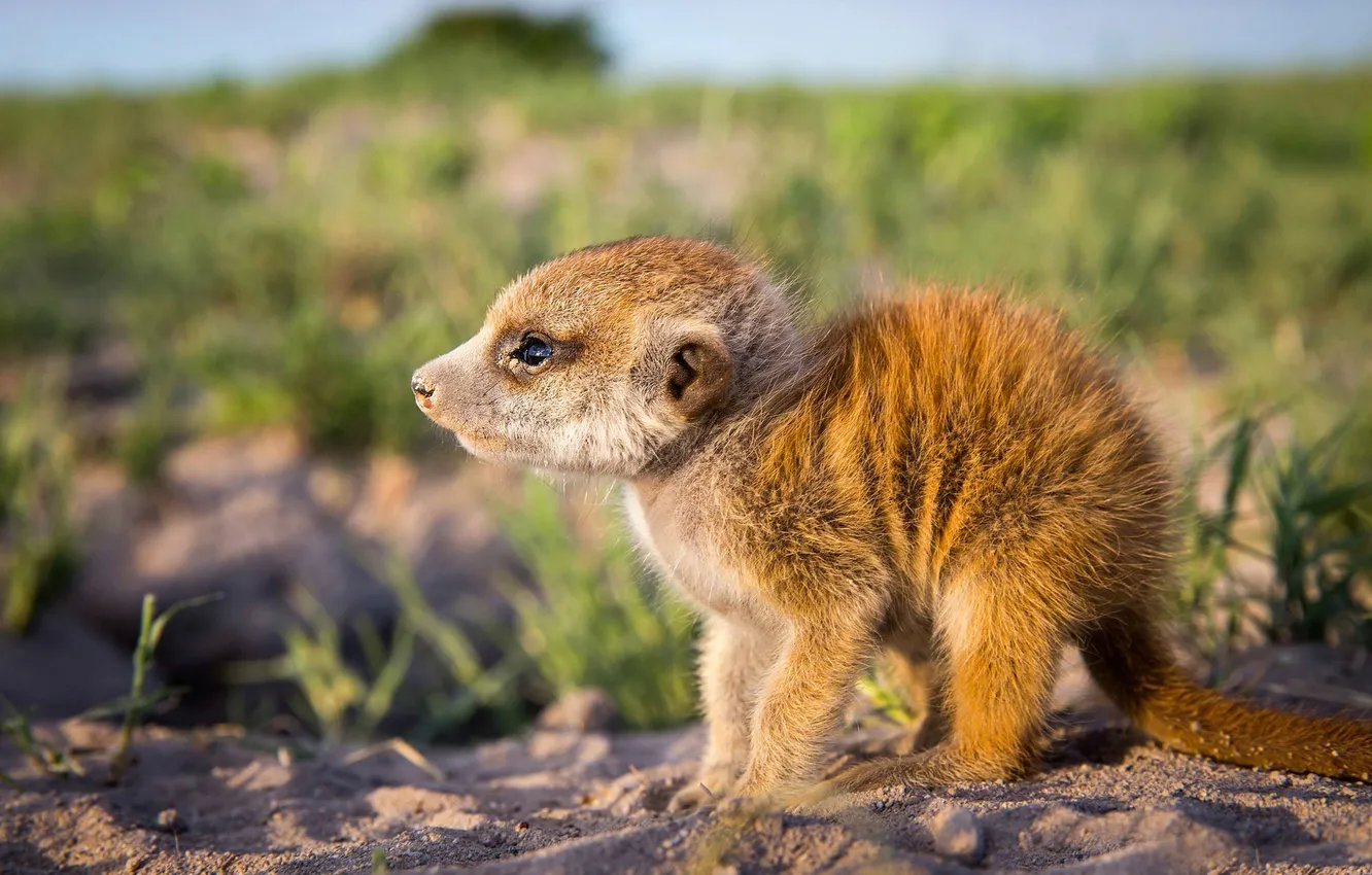 Photo wallpaper nature, meerkats, baby