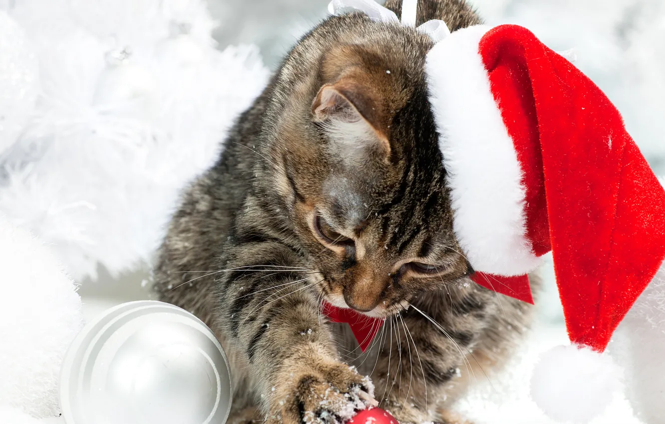 Photo wallpaper winter, cat, snow, hat, Christmas, New year, Christmas, Cats