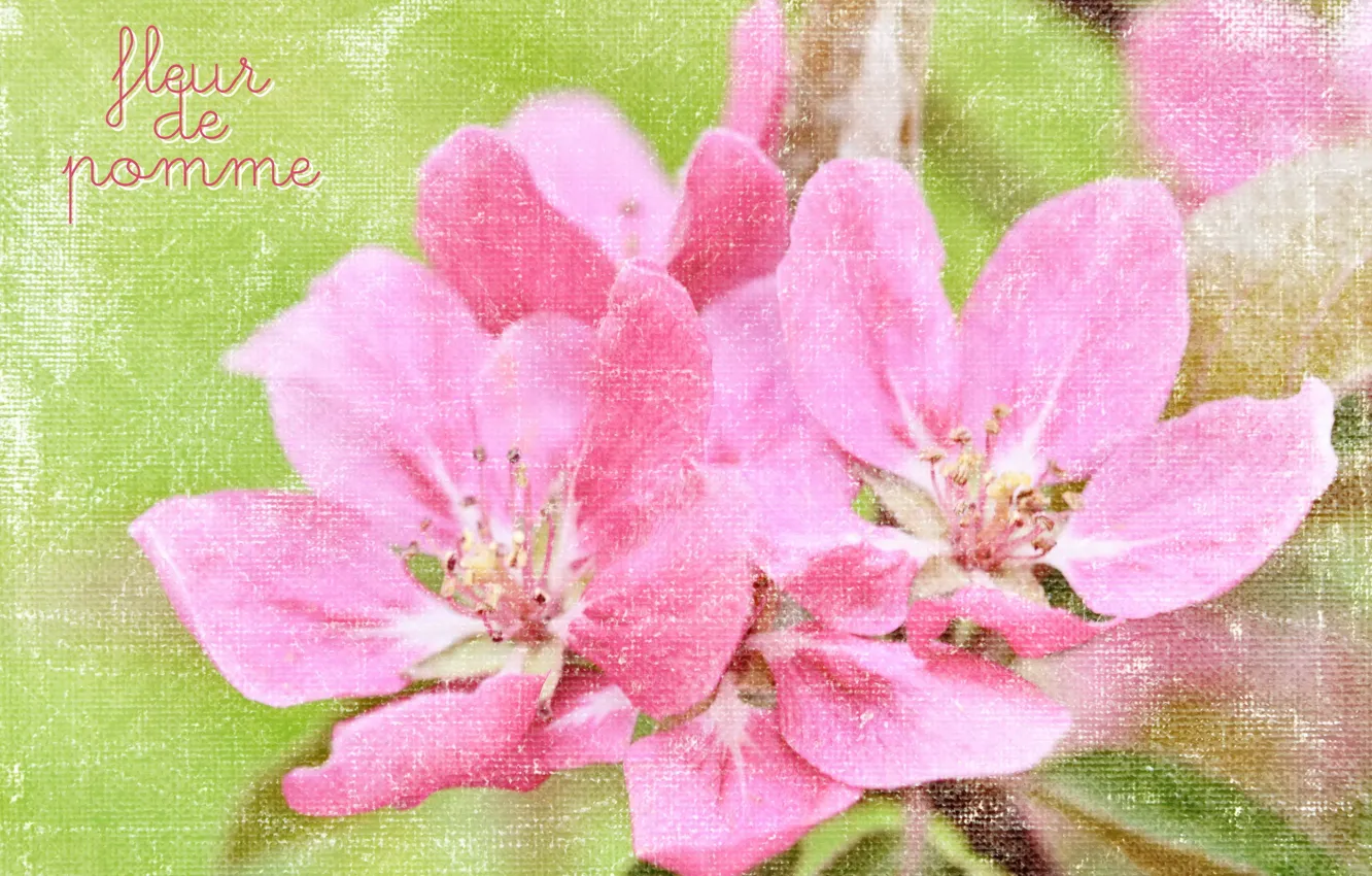 Photo wallpaper flowers, style, background