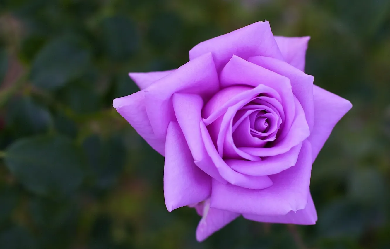Photo wallpaper background, rose, purple