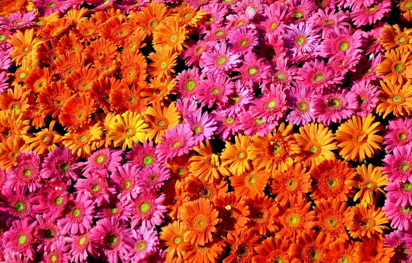 Photo wallpaper gerbera, colorful, flowers