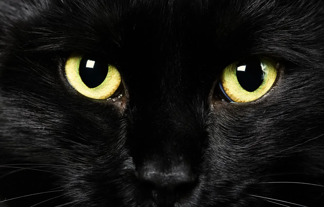 Photo wallpaper eyes, look, background, black cat