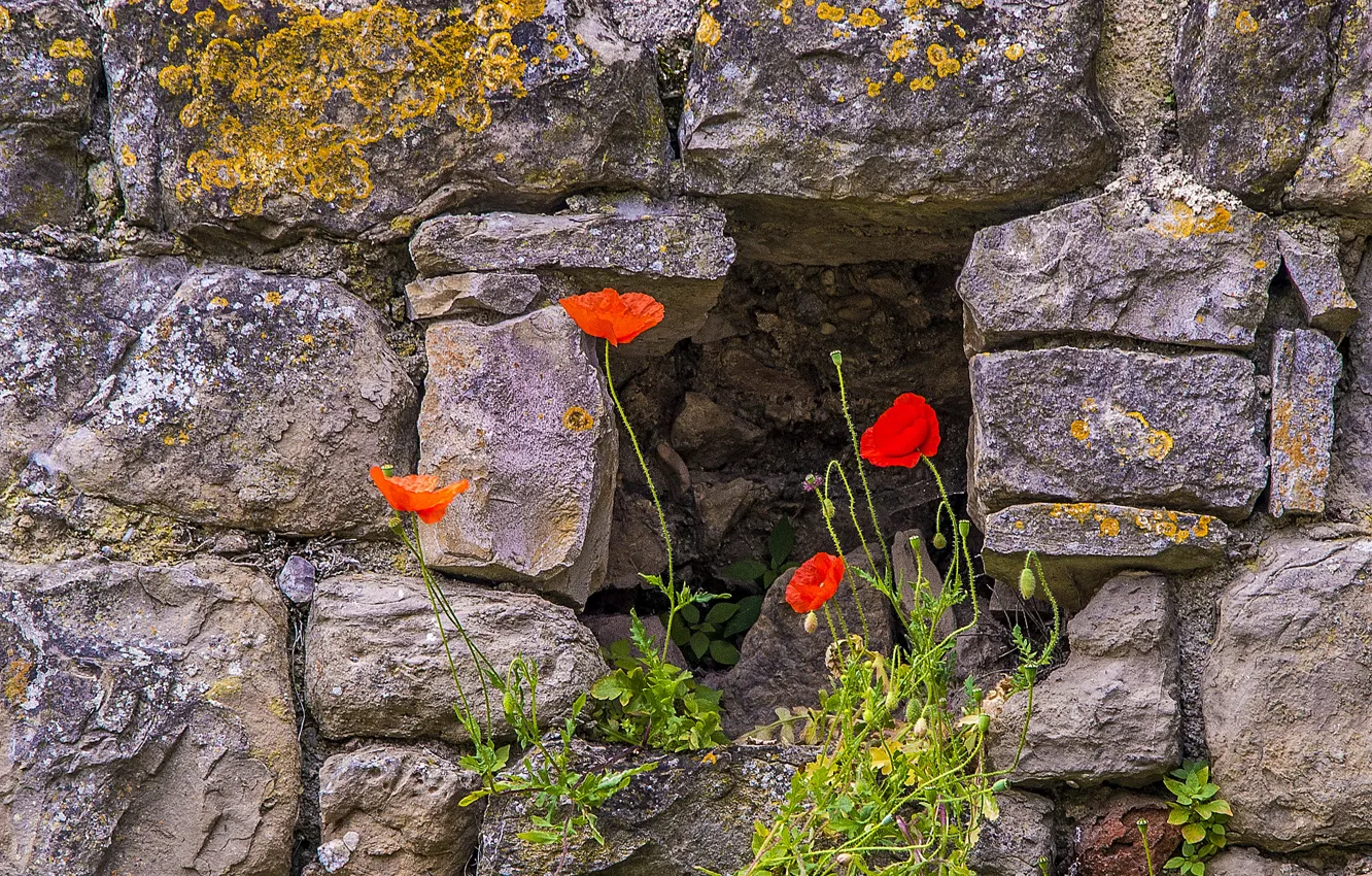 Photo wallpaper grass, flowers, stones, wall, Maki