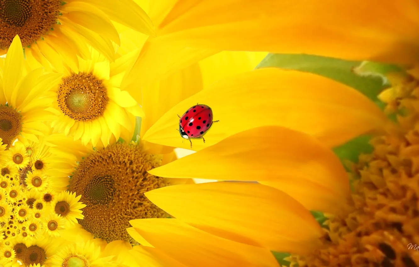 Photo wallpaper macro, flowers, collage, ladybug, sunflower, petals