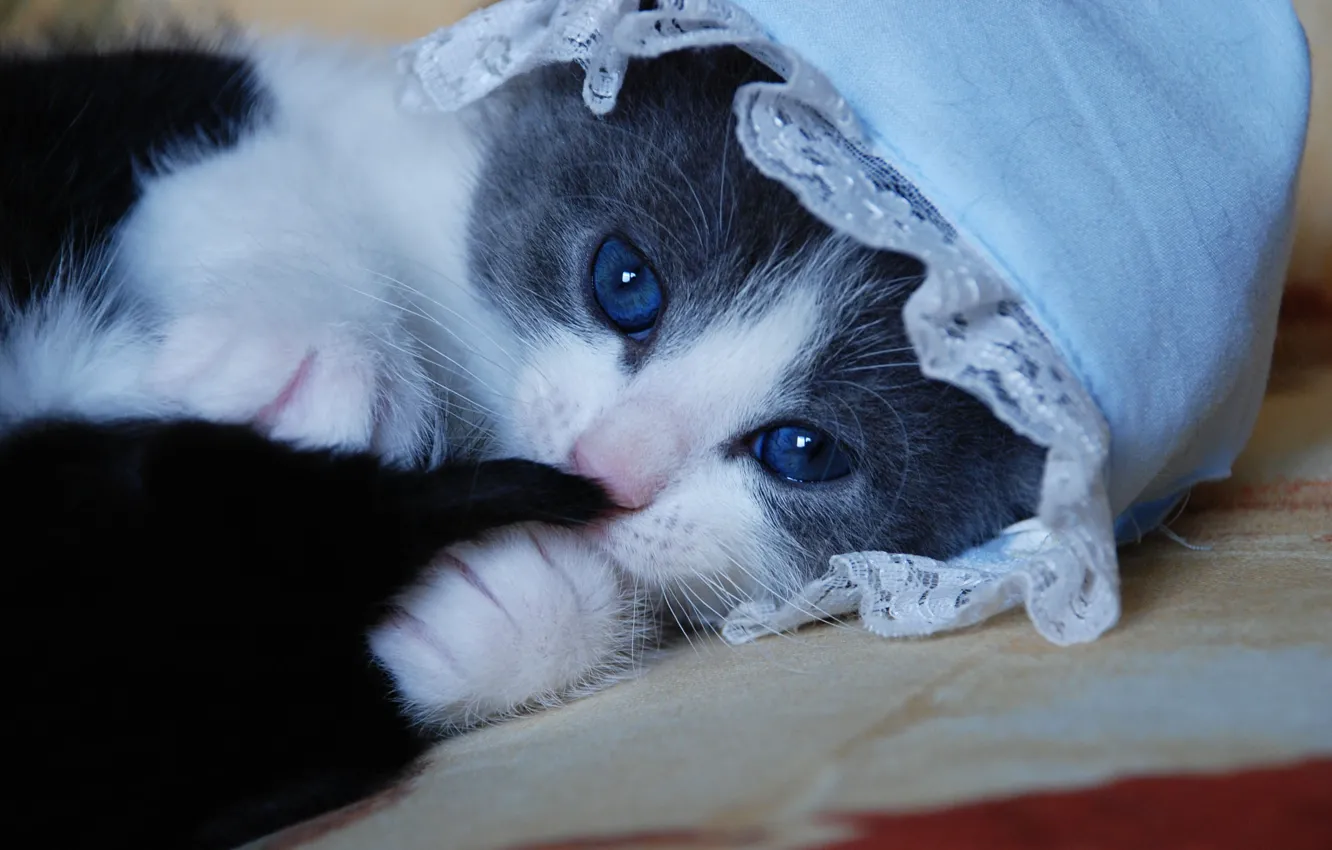 Photo wallpaper cat, kitty, cap, blue eyes