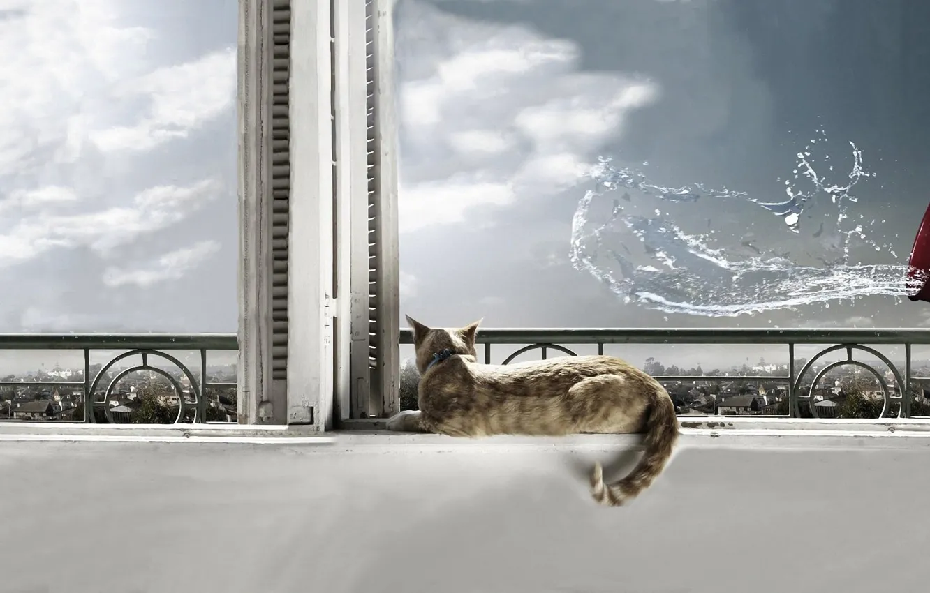 Photo wallpaper cat, water, window, cat