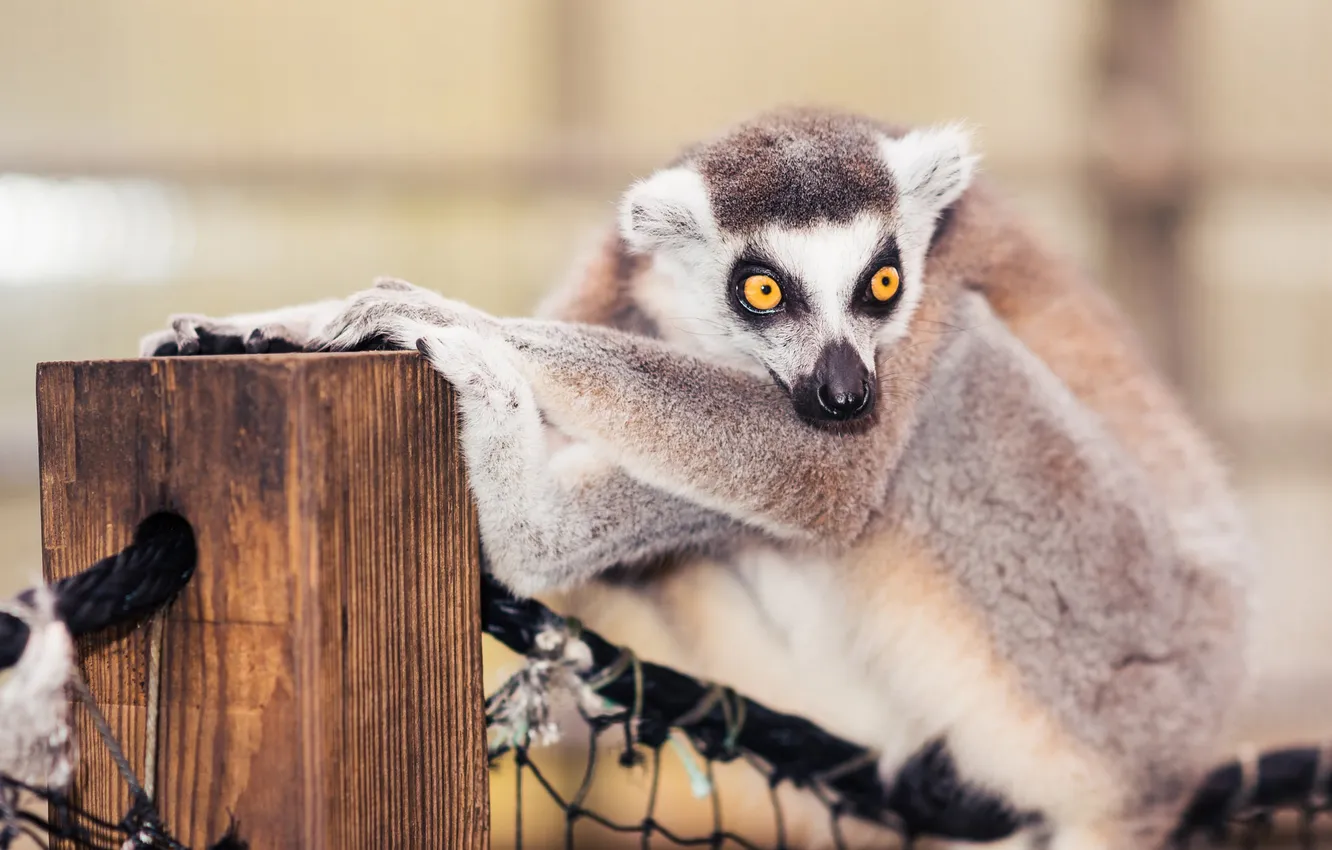 Photo wallpaper pose, look, mesh, lemur, face, the fence, paws, posts