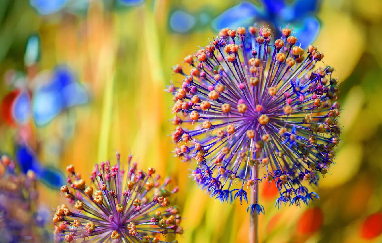 Photo wallpaper macro, bow, bokeh