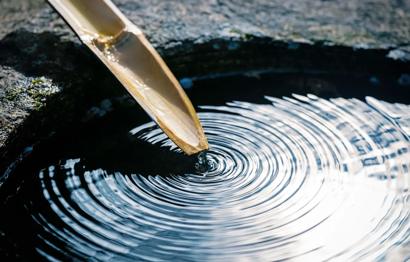 Photo wallpaper macro, calm, bamboo, stem, harmony, bokeh, balance, wallpaper.