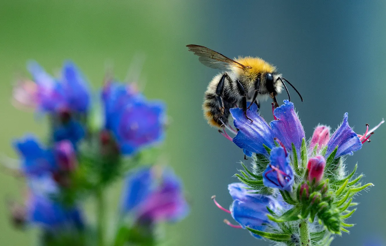 Photo wallpaper macro, bee, insect