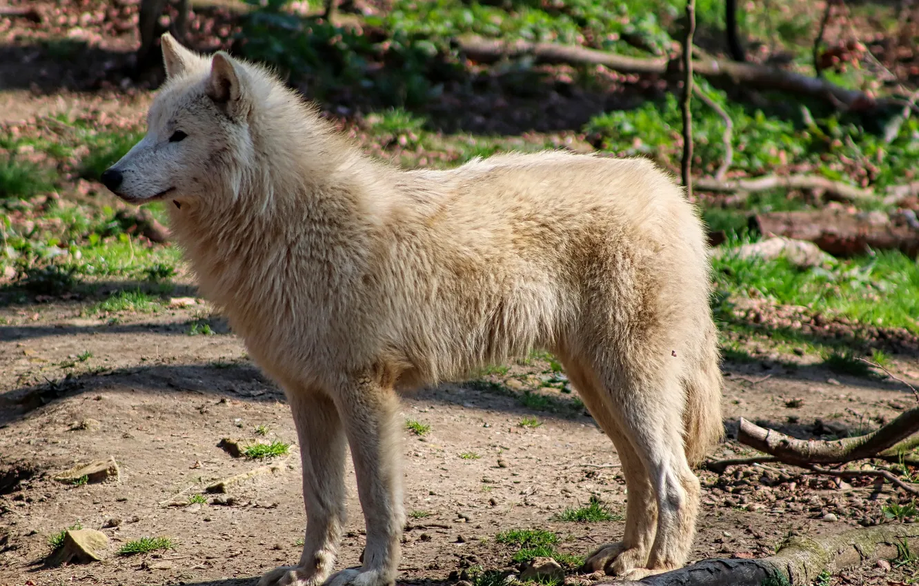 Photo wallpaper Predator, nature, snow, face, animal, wolf, canis lupus, wildlife