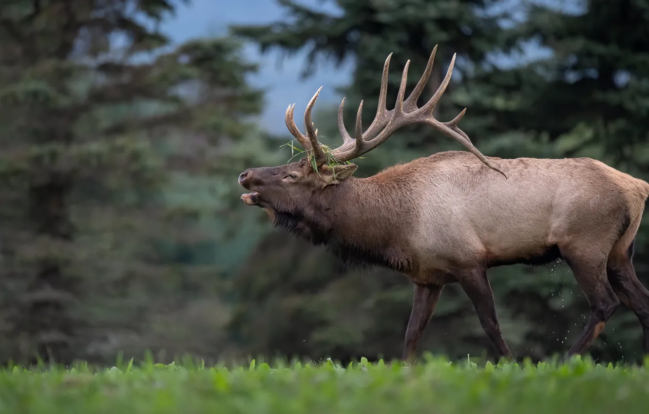 Photo wallpaper forest, grass, face, nature, glade, deer, ate, horns