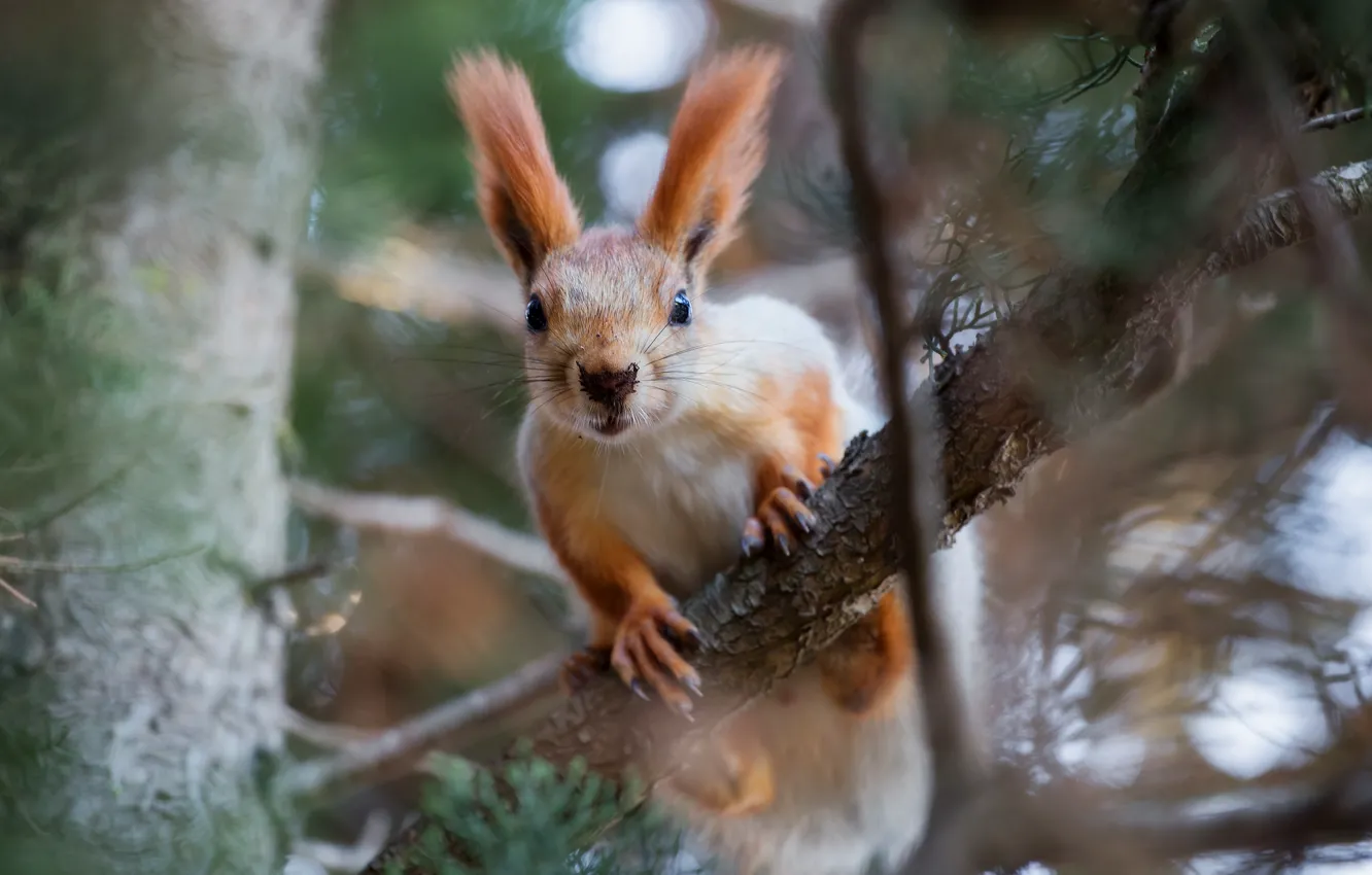 Photo wallpaper trees, branches, nature, animal, protein, animal, rodent