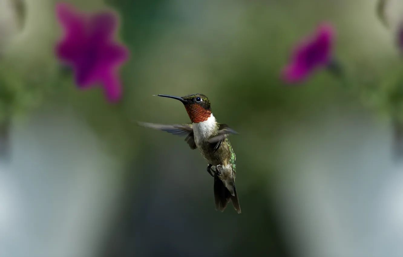 Photo wallpaper greens, macro, flight, flowers, bird, blur, Hummingbird