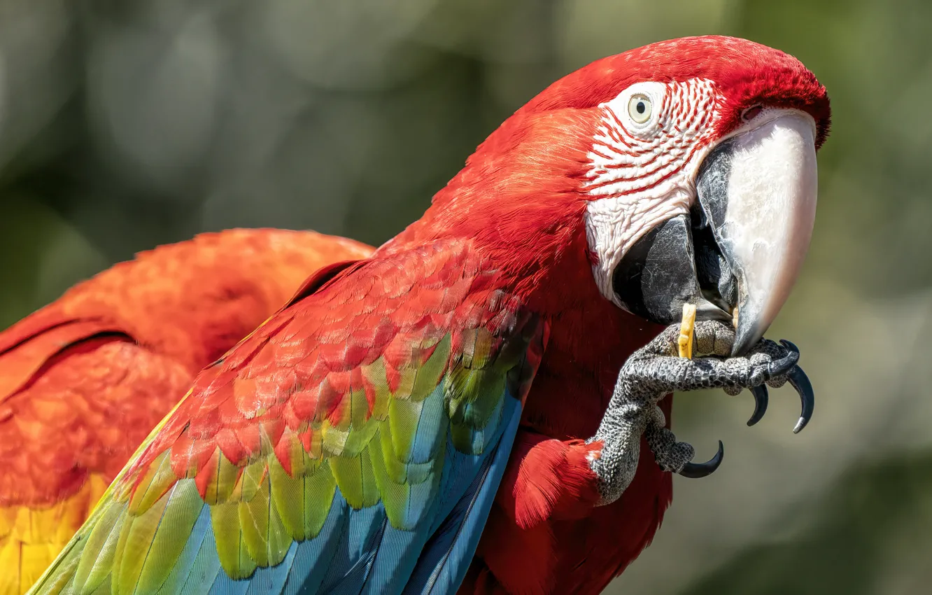 Photo wallpaper bird, portrait, paws, claws, Ara, popunai