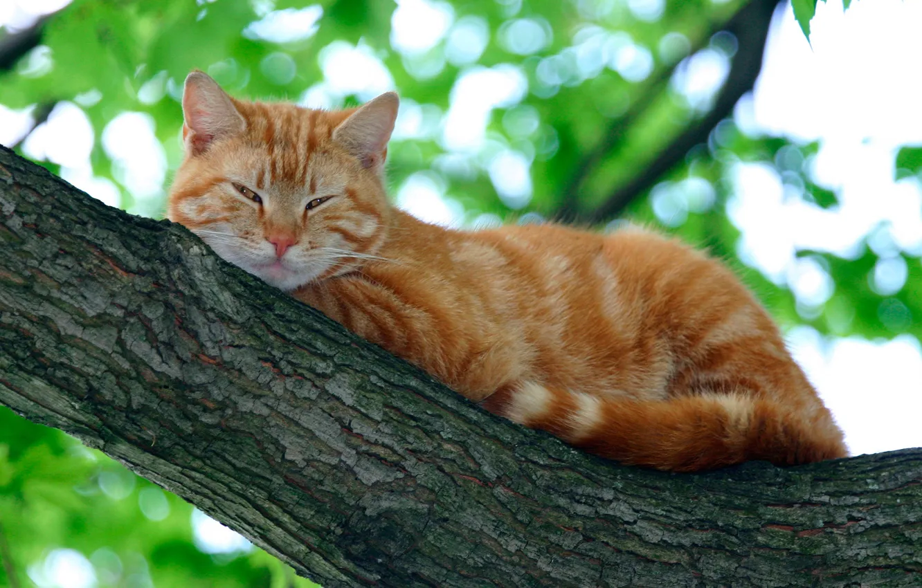 Photo wallpaper cat, leaves, branches, nature, red, lies, resting, on the tree