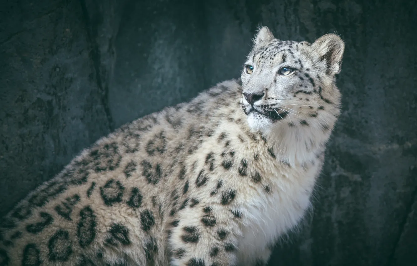 Photo wallpaper predator, spot, fur, IRBIS, snow leopard, wild cat