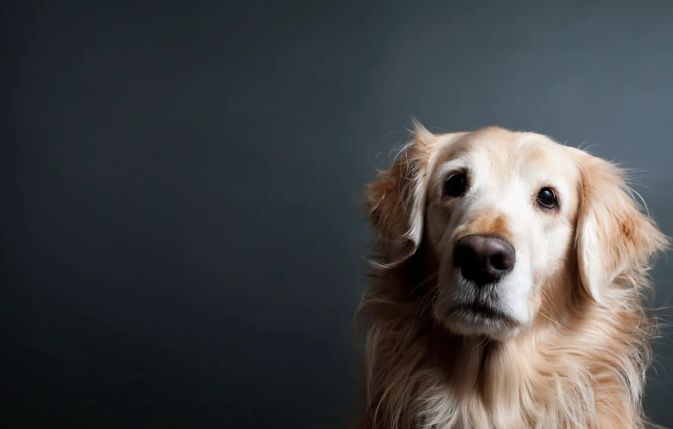 Photo wallpaper look, each, dog