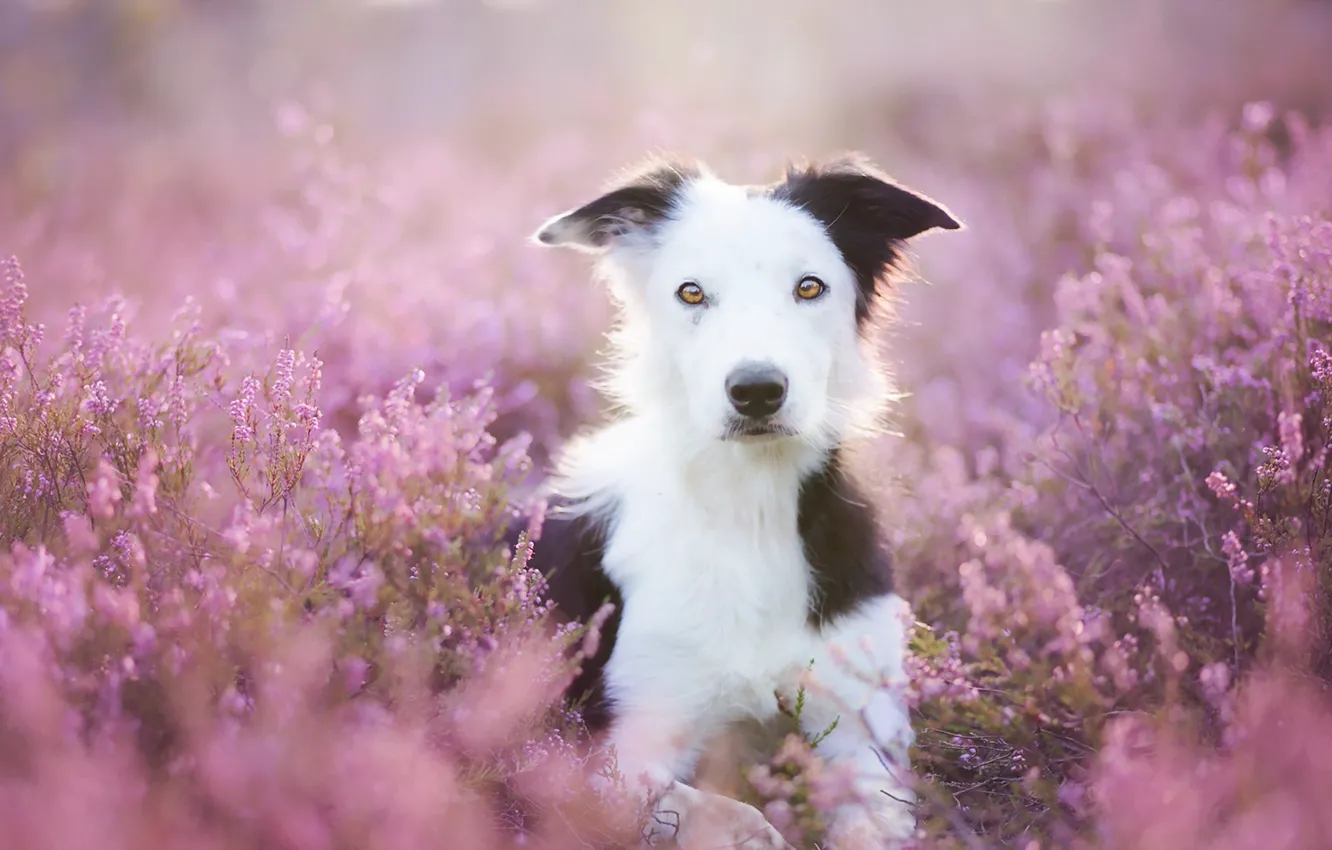 Photo wallpaper summer, look, flowers, each, dog